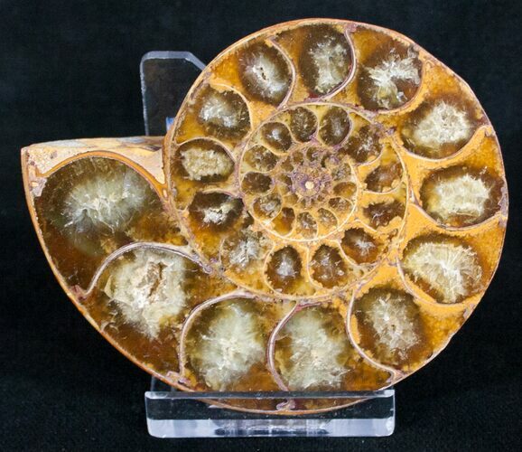 Desmoceras Ammonite Fossil (Half) #9642